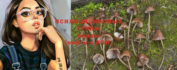 ПСИЛОЦИБИНОВЫЕ ГРИБЫ Осинники